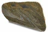 Polished Mesoproterozoic Stromatolite (Conophyton) - Australia #239952-1